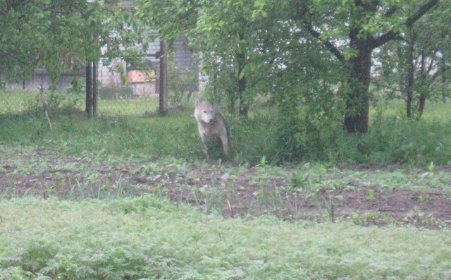 Tak wyglądało zwierzę, które zakradło się na posesję jednego z mieszkańców gminy Tarłów. Myśliwi twierdzą, że to wilk.