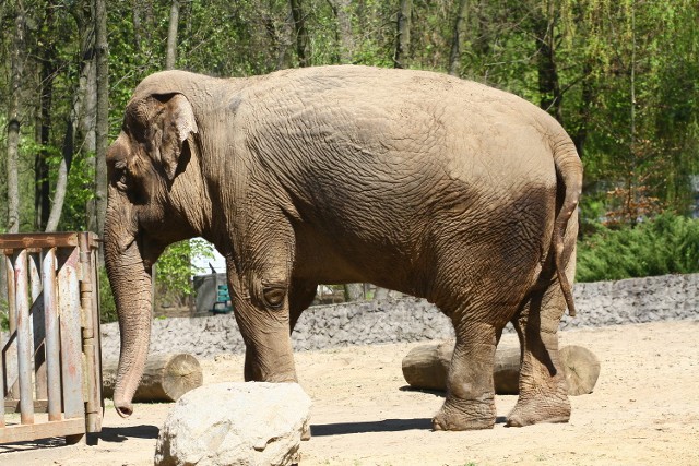 Aktywiści ze Szczecina twierdzą, że samica słonia Magda cierpi na stereotypię, czyli zaburzenia psychiczne