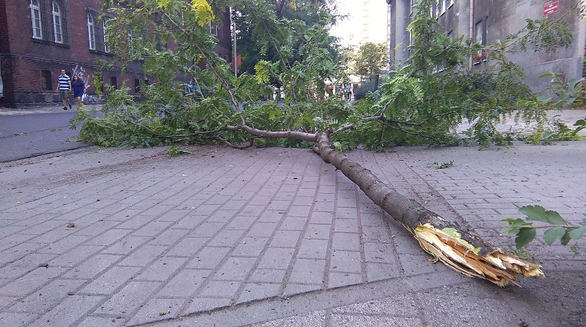 Bydgoszcz: Pijany skosił drzewo i zatrzymał się na ogrodzeniu kościoła