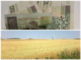 Kukurydza znów tańsza. Ceny zbóż w Kujawsko-Pomorskim [notowania 1-5.12.2014]