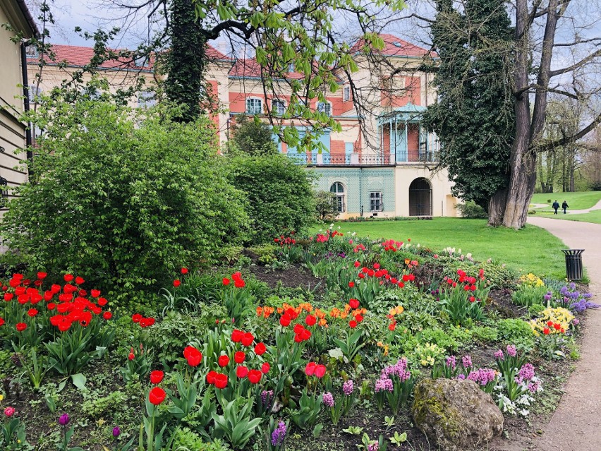 Wybierz się na spacer do parku przy Muzeum-Zamku w Łańcucie. Przepięknie kwitną magnolie, tulipany, hiacynty, bratki [ZDJĘCIA]