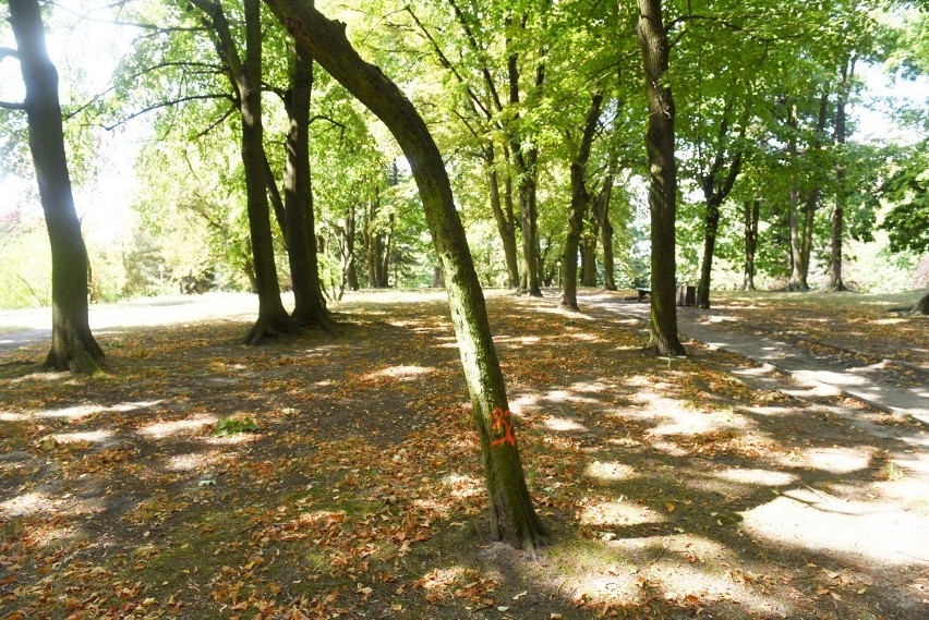 Zielona Góra. Mieszkańcy pytają, czy w parku Tysiąclecia w centrum miasta szykuje się wycinka. Na drzewach pojawiły się oznaczenia [ZDJĘCIA]