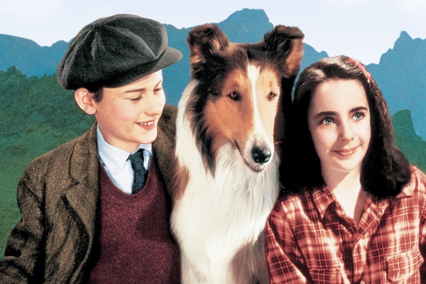"Lassie wróć" (1943)...