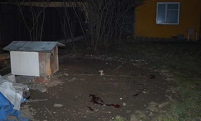 Zdjęcie z miejsca, gdzie zabito psa