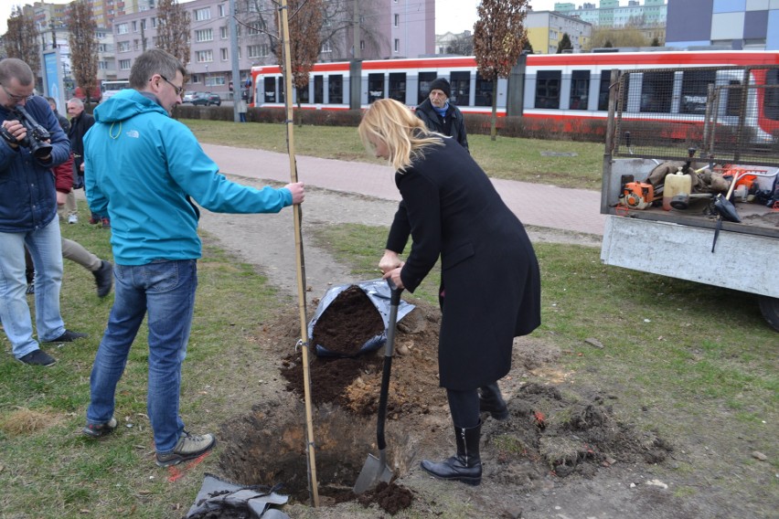 Gdzieś wycinają drzewa a w Częstochowie sadzą ZDJĘCIA