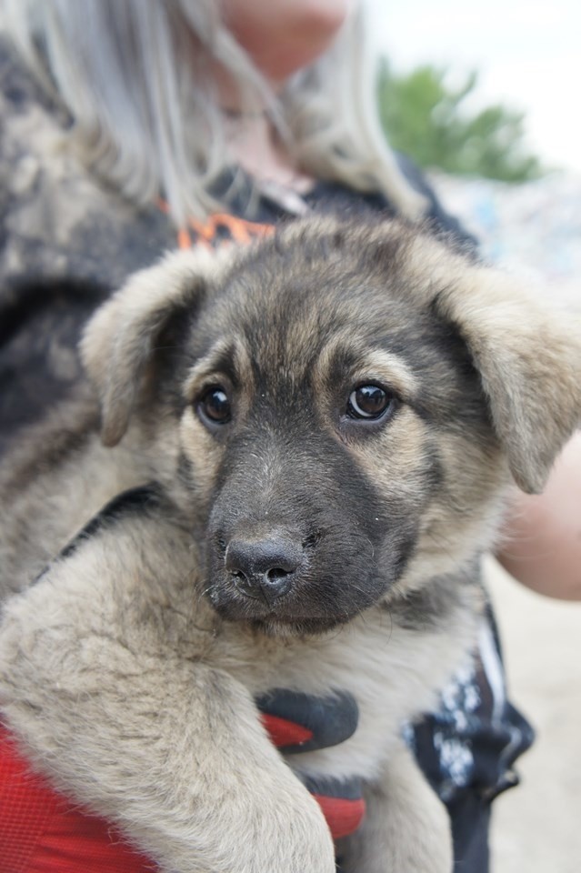 Tarnów. Animalsi pomogli ukrywającym się w śmieciach szczeniaczkom. Bezpańskich zwierząt w Mościcach jest wiecej