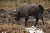 Puszcza Romincka. W kolejnej puszczy w regionie pojawiły się żubry