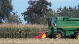Zbiory kukurydzy są opóźnione. To jednak skutek suszy. Ceny są niskie z powodu jej wilgotności