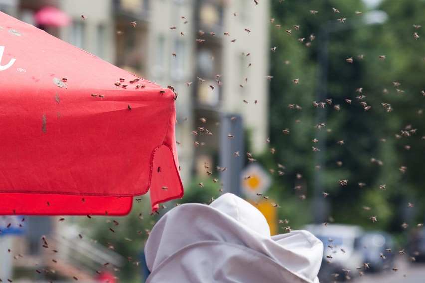 Kto ma pszczoły ten ma miód. Urzędnicy postawią pasiekę pod słupskim ratuszem