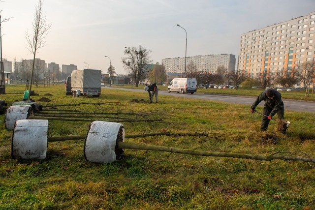 Jesienne nasadzenia w Łodzi. Sprawdź, które ulice zazielenią się w przyszłym roku. Jakich drzew będzie najwięcej?