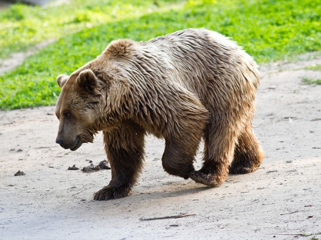 Niedźwiedź Grześ do białostockiego ogrodu zoologicznego trafił w połowie lipca.