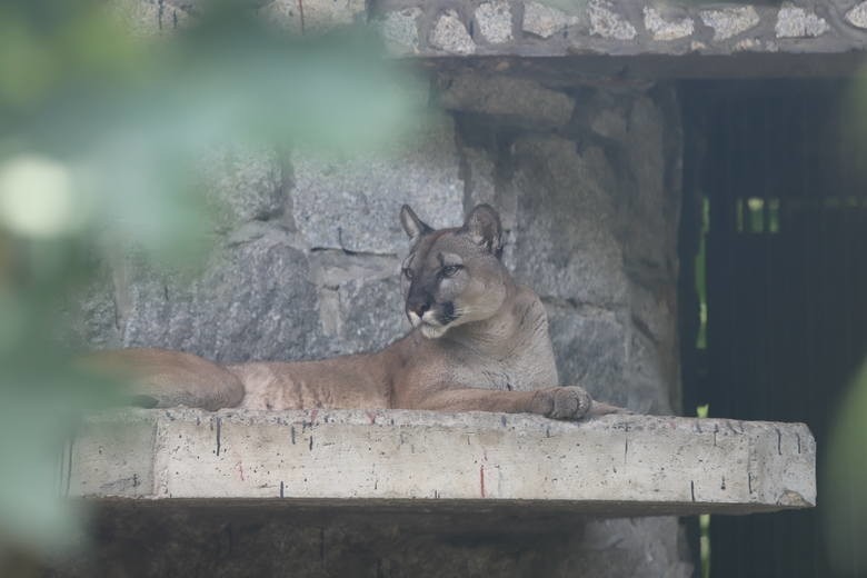 Puma Nubia przebywa obecnie w Śląskim Ogrodzie Zoologicznym...