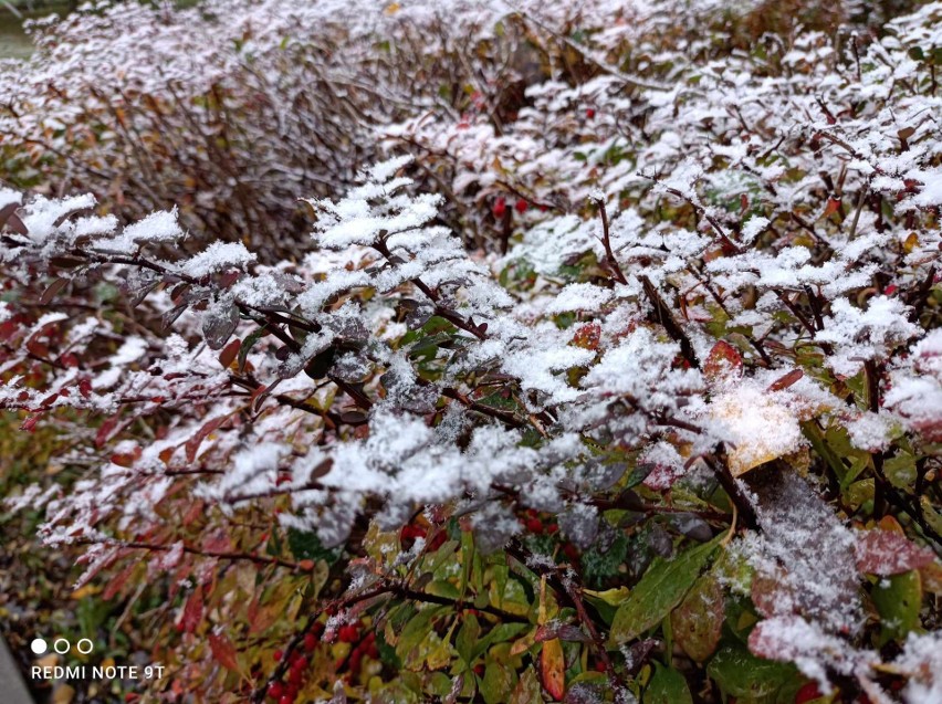 Spadł pierwszy śnieg w Łodzi. Temperatury w nocy spadają już do zera stopni. Zobacz zdjęcia