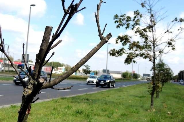 Drzewa, które uschły wzdłuż Szosy Lubickiej, zostana wycięte