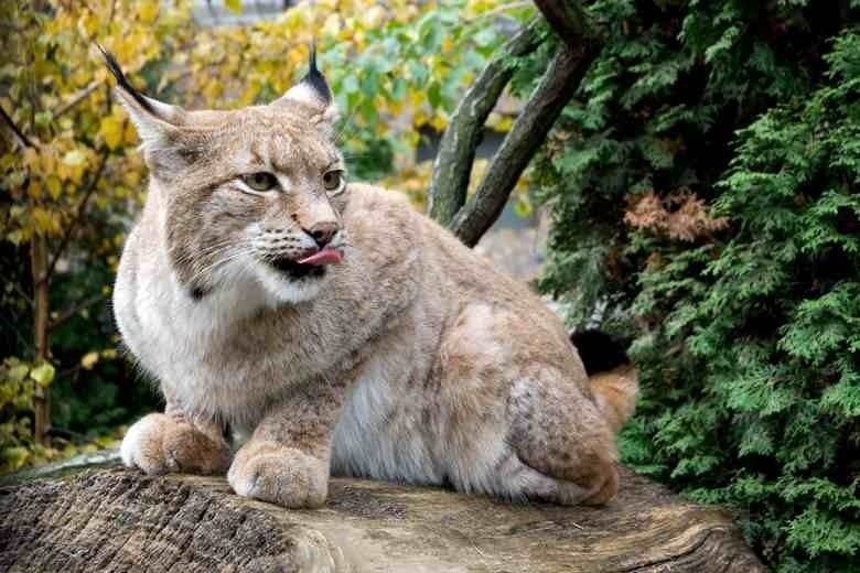 W krakowskim ogrodzie zoologicznym zauważyć już można...