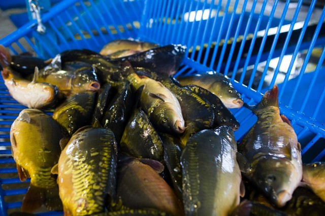 W okresie okołoświątecznym, Fundacja Viva! niemal codziennie publikuje nagrania, na których widać, w jakich warunkach przetrzymywane są ryby w supermarketach czy na targowiskach. Jedno z nich pochodzi z marketu popularnej sieci Carrefour w Chojnicach.