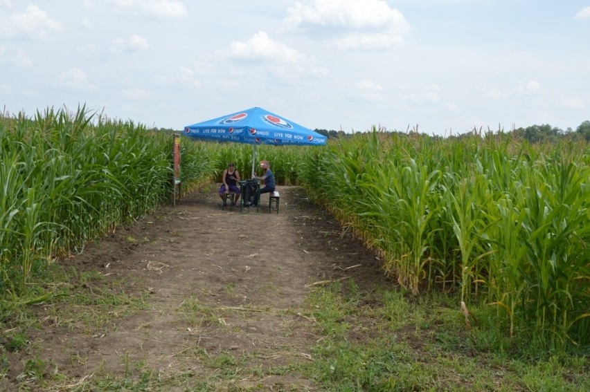 Labirynt kukurydziany w Kurozwękach już otwarty