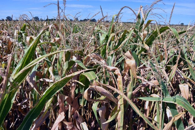 Instytut Uprawy Nawożenia i Gleboznawstwa  późno ogłosił suszę dla kukurydzy, dlatego szacowanie strat się wydłużyło