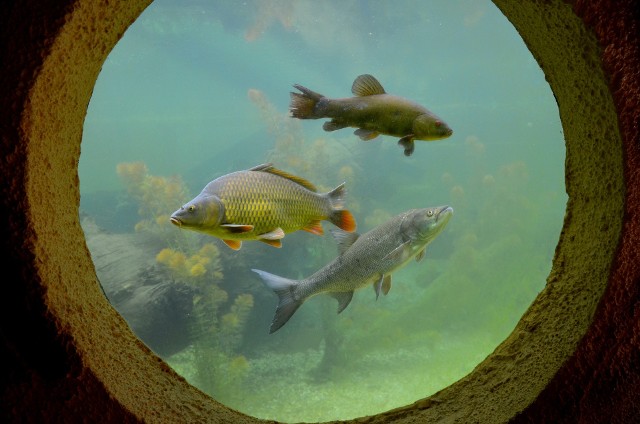 We wrocławskim zoo znajduje się mnóstwo akwenów ze zwierzętami żyjącymi w wodzie. Czy je również może dotknąć katastrofa ekologiczna?