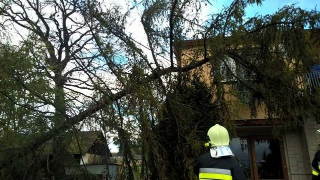 Przewrócone drzewo na posesji przy ul. Powstańców Śląskich w Łaziskach