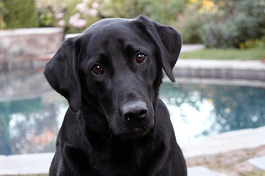 Labrador retriever jest łagodny, ufny, towarzyski i...