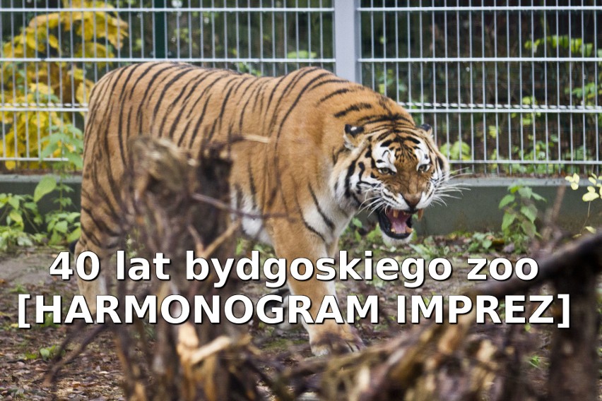 W tym roku bydgoski Ogród Zoologiczny świętuje 40-lecie...