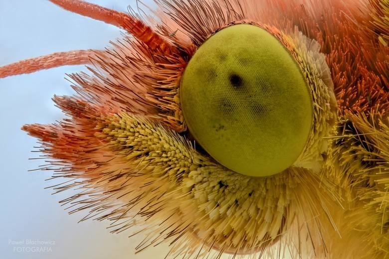 Fotografie owadów w niesamowitym zbliżeniu. Paweł Błachowicz podgląda naturę [wideo, zdjęcia]