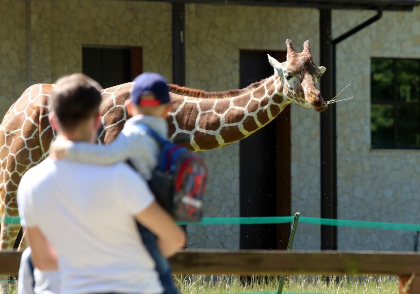 Zwierzęta śląskiego zoo czekają na zwiedzających. Zobacz...