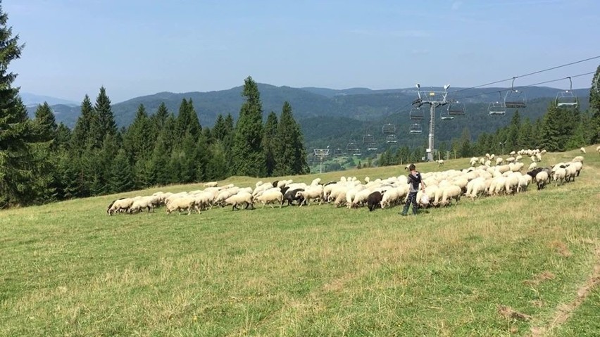 W każdy weekend do wakacji wyciąg w Wierchomli będzie...