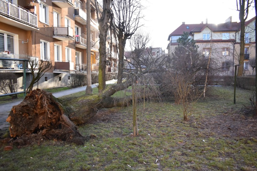 Powalone drzewo na ulicy Nullo w Olkuszu