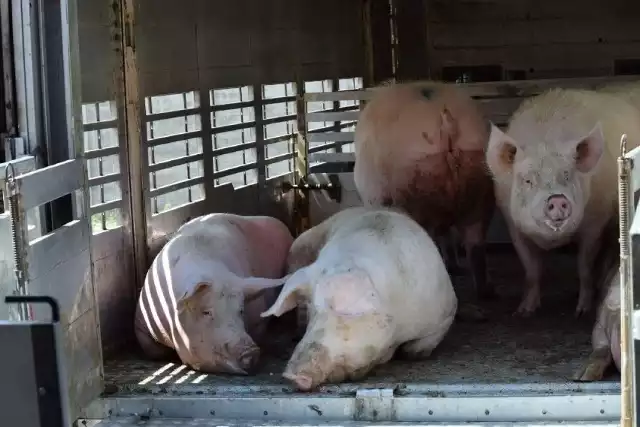 Rolni aktywiści z Solidarności Rolników Piotrków zebrali się pod jedną z największych ubojni w kraju, w Łagiewnikach Kościelnych w gminie Kiszkowo (powiat gnieźnieński). Protestowali przeciw skupowaniu przez firmę żywca z Niemiec