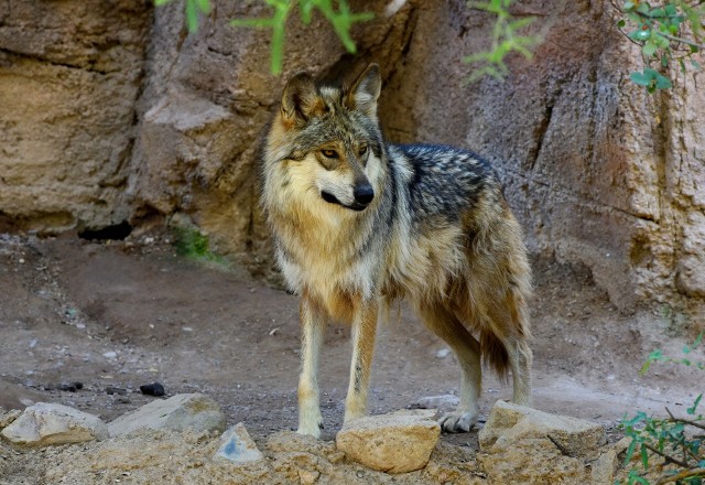 Szaremu wilkowi grozi wyginięcie w Stanach Zjednoczonych.