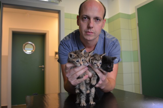 W tym roku do centrum przy lecznicy „Ada” trafiło mnóstwo młodych kotów, które potrzebują pomocy. Radosław Fedaczyński przypomina, że sterylizacja to  oręż w walce z bezdomnością.
