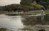 Minął rok odkąd zalane były łąki między Połupinem a Krosnem Odrzańskim, gdzie uwięzione zostały konie. Potrzebna była interwencja strażaków