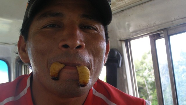 Iquitos - Amazonia, Peru. Juan twierdzi, że z tych robali wysysa się sok, który leczy gardło.