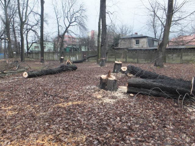 Wycinka drzew przy Lipowej w Katowicach