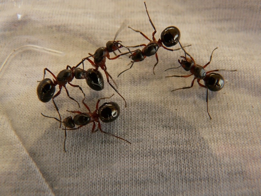 Walka z mrówkami w mieszkaniu jest trudna, jednak nie...