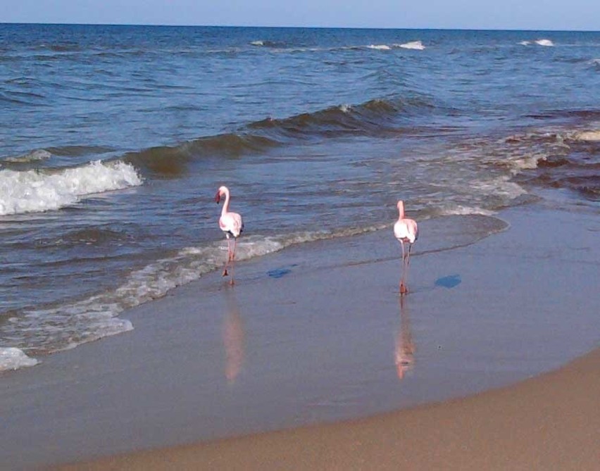 Flamingi koło Ustronia Morskiego