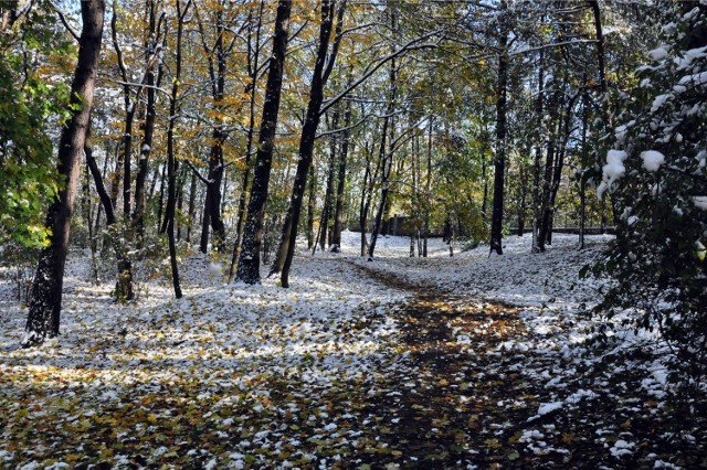 Jesienny śnieg w Krakowie.