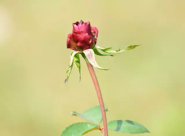 Czas kwitnienia róż nie dla wszystkich jest miły. Liczne choroby królowych ogrodów psują radość ogrodnikom. Zobacz teraz w naszej galerii, które choroby róż zdarzają się najczęściej i po czym je rozpoznać >>>>>