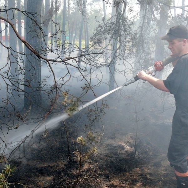 Strażacy podczas gaszenie pożaru lasu w Słomianej.
