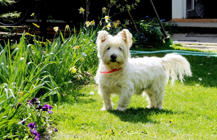 West Highland White terrier to uroczy, śnieżnobiały psiak....