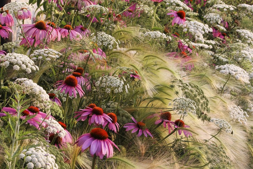 Wystawa fotografii roślin i ogrodów w Ogrodzie Botanicznym UMCS (ZDJĘCIA)