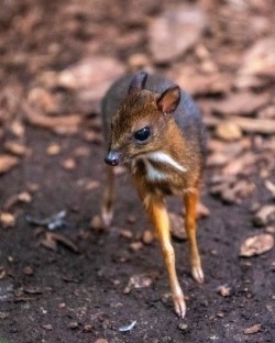 W łódzkim zoo urodził się jeleń podobny do myszy! Wiosenne narodziny w łódzkim zoo. ZDJĘCIA