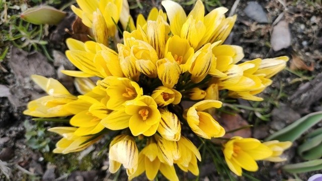 Kolorowe kwiaty zwiastują nadejście prawdziwej wiosny Zobacz kolejne zdjęcia/plansze. Przesuwaj zdjęcia w prawo - naciśnij strzałkę lub przycisk NASTĘPNE