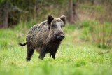 Smrodem w dziki! Nowy pomysł miasta na walkę z dzikami - użyją ludzkiego potu!