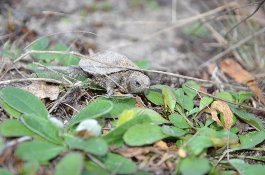 Na terenie Nadleśnictwa Chełm trwa sezon lęgowy żółwi błotnych