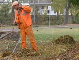 Do kompostowni w Łodzi jesienią trafiają tony liści z całego miasta. Są przerabiane na kompost