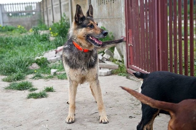 Orion jest jednym z wielu podopiecznych kruszwickiej fundacji. Czeka na nowy dom. Ma około 7 lat, jest przyjacielski