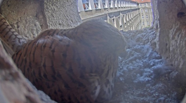 W 2019 roku szczeciński magistrat zainstalował kamerę, dzięki której można przez całą dobę podglądać co robią ptaki, jak się zachowują, jak uczą się latać